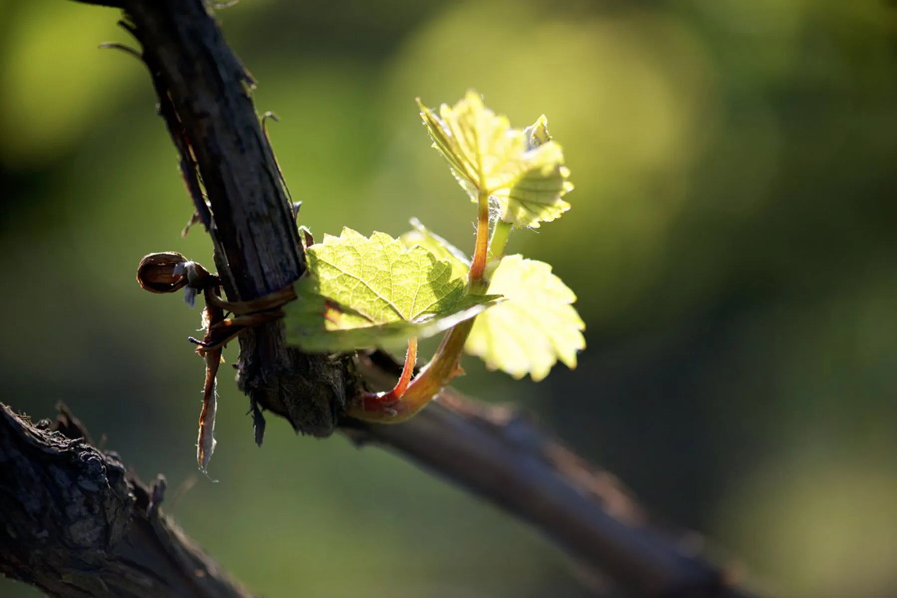 Champagne Vintage 2013: A Profile