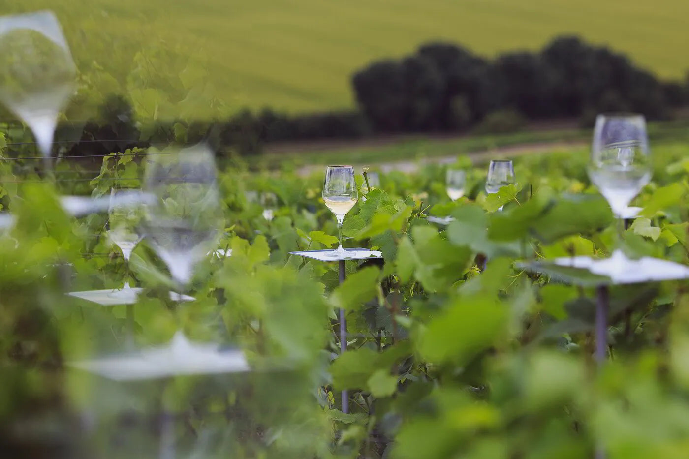 Prestige Pivot - What Really Is Prestige Champagne?