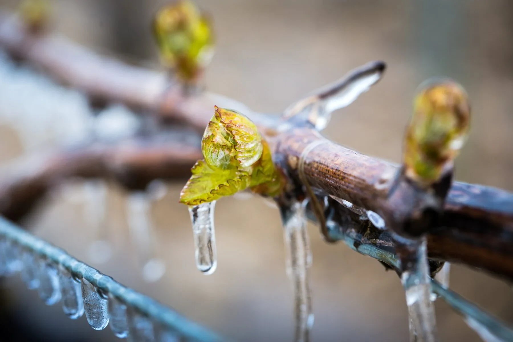 Frozen grapevine bud with ice, spring frost on vineyard branch, close up
