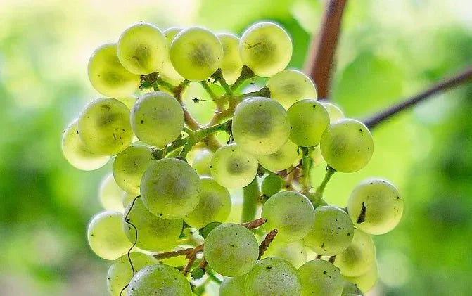 Close-up of fresh green grapes growing on a vine with blurred leafy background