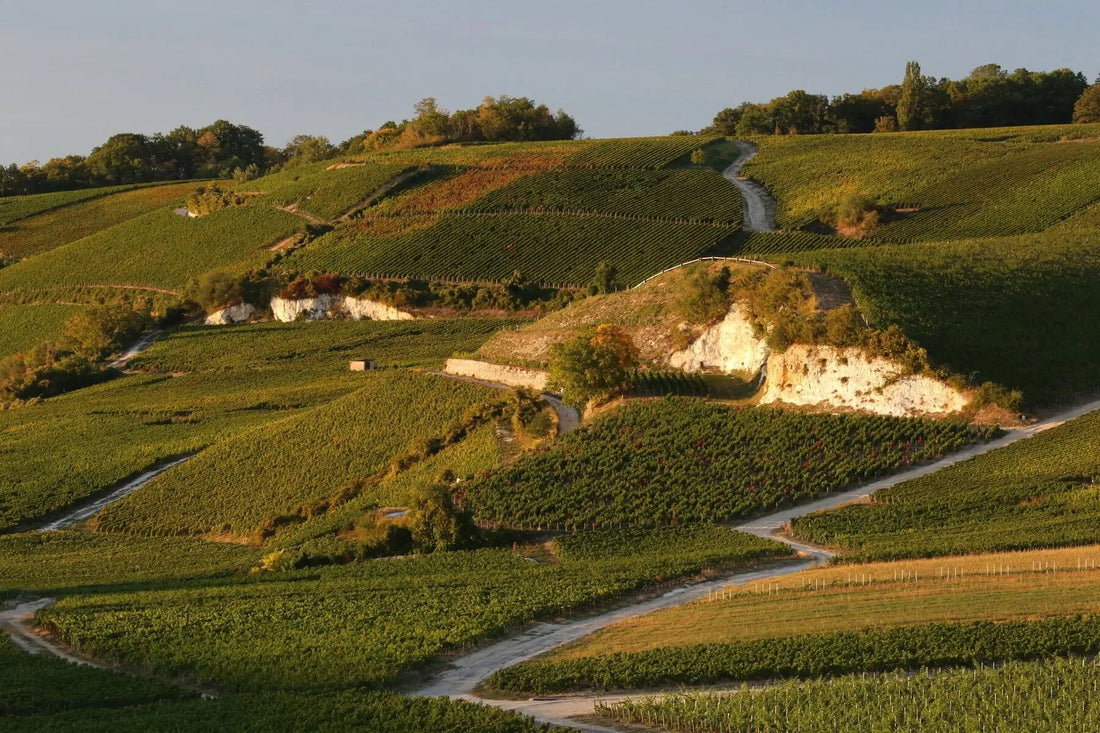 Scenic vineyard on rolling hills with chalky white cliffs and winding dirt paths