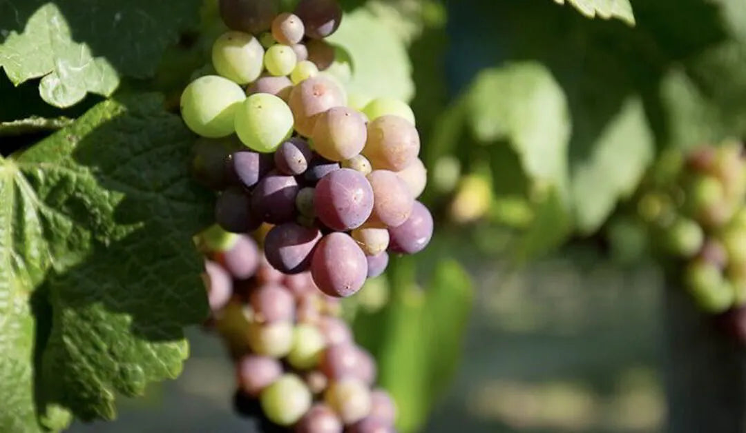 A Forgotten Bunch: Champagne's Other Grape Varieties