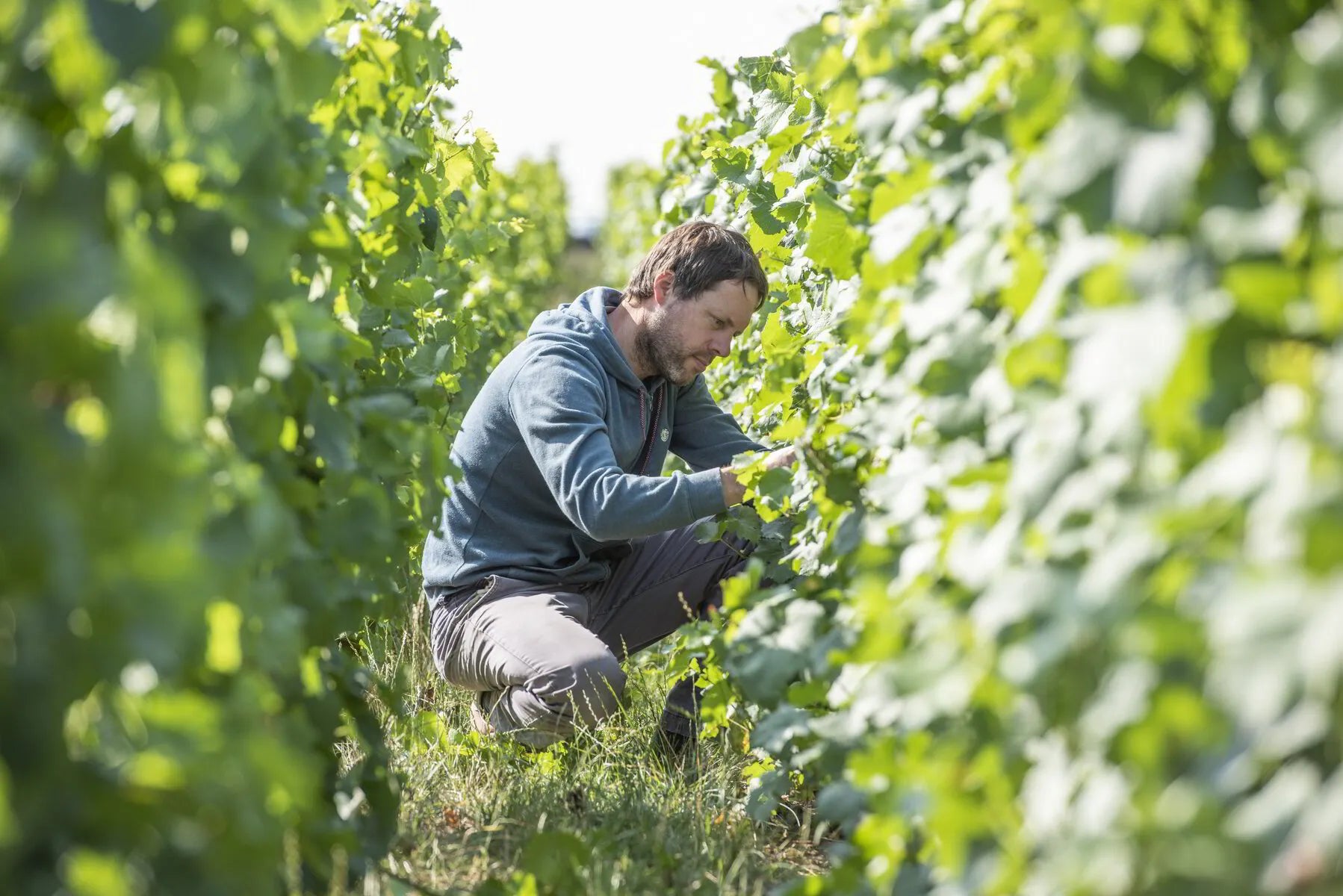 Coteaux Champenois: The Other Wine from Champagne