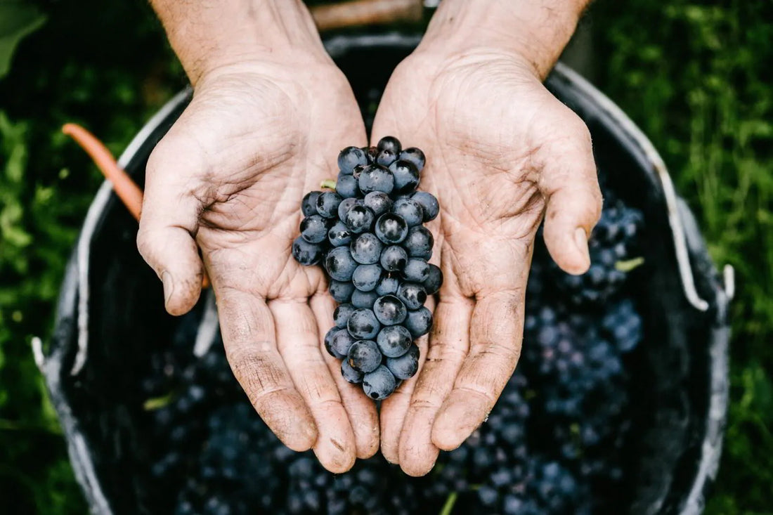 When Burgundy Comes to Champagne