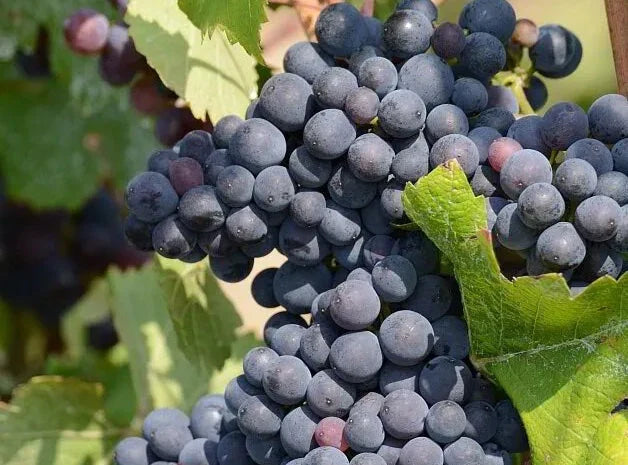 Close-up of ripe black grapes on vine with green leaves in vineyard