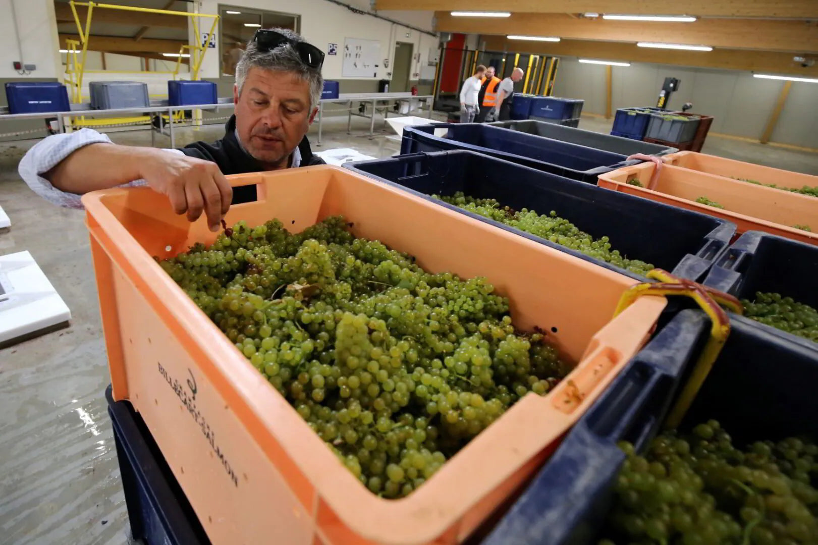 Yielding Champagne