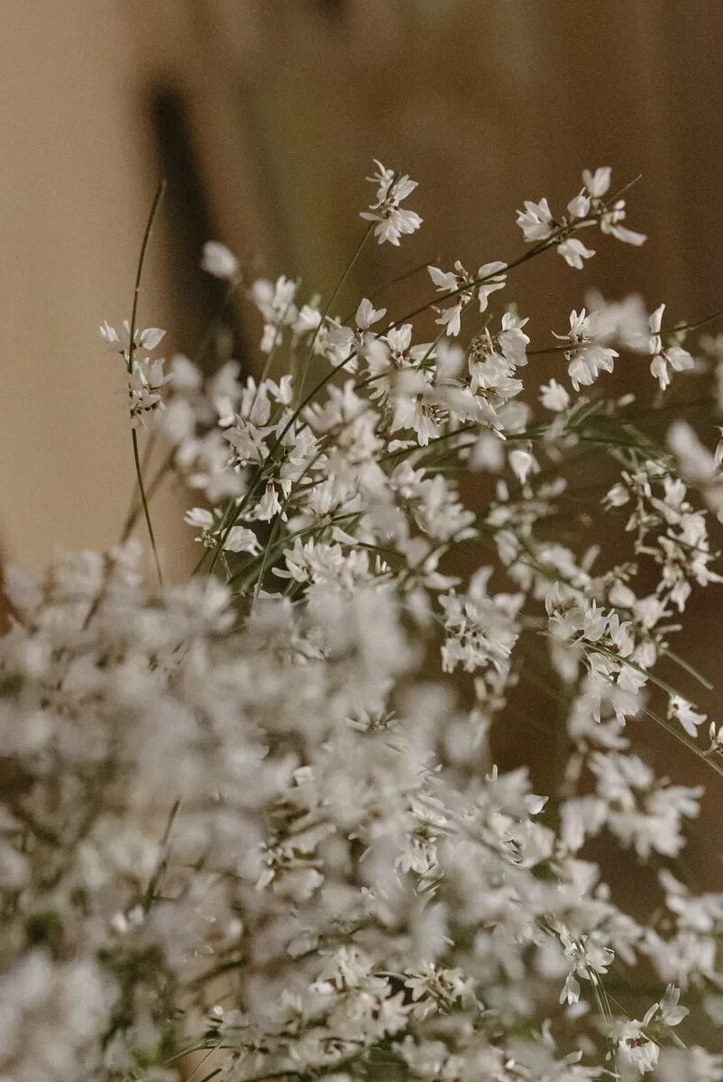 Delicate white wildflowers with thin green stems in soft natural light