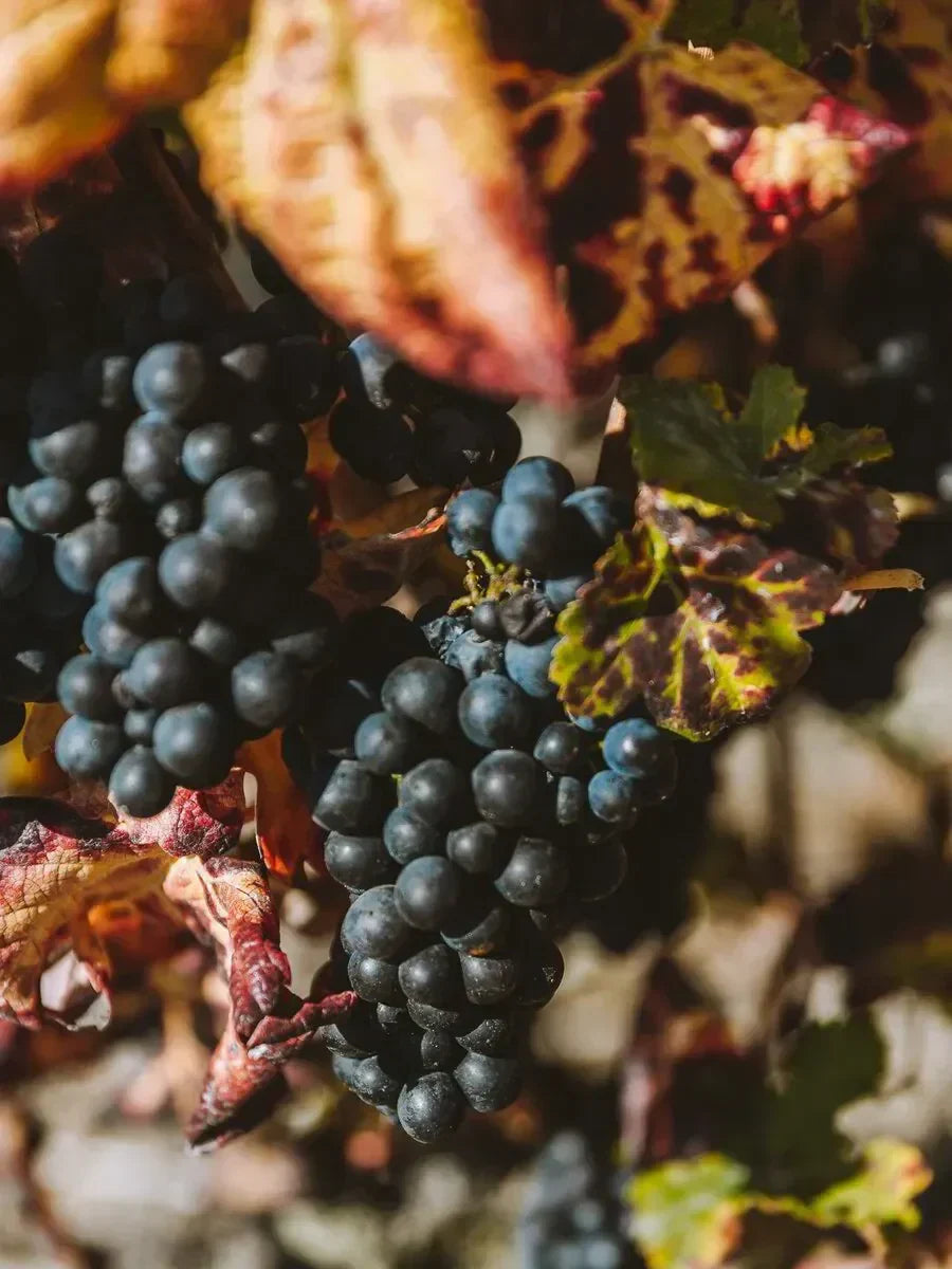 Vine and Bubble - VIP Tour to Champagne France